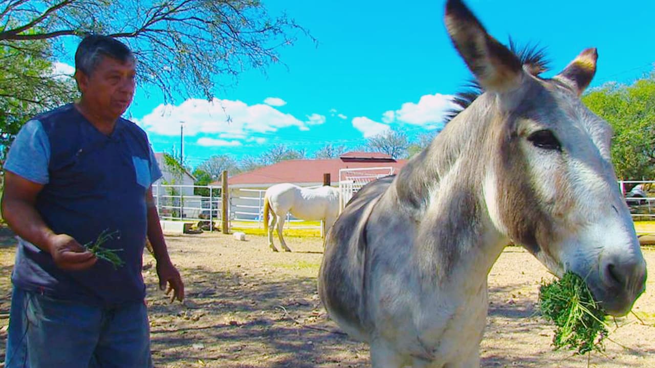 'Doña Cuca', la burra del narco que transportó cientos de libras de marihuana