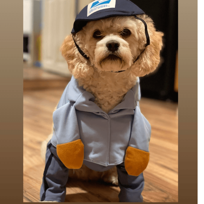 Diana Rodríguez envía esta foto de su perrita y cuenta que "el año pasado en Halloween 👻 Honey no estaba tan contenta con su disfraz 🤣 aunque se ve hermosa".