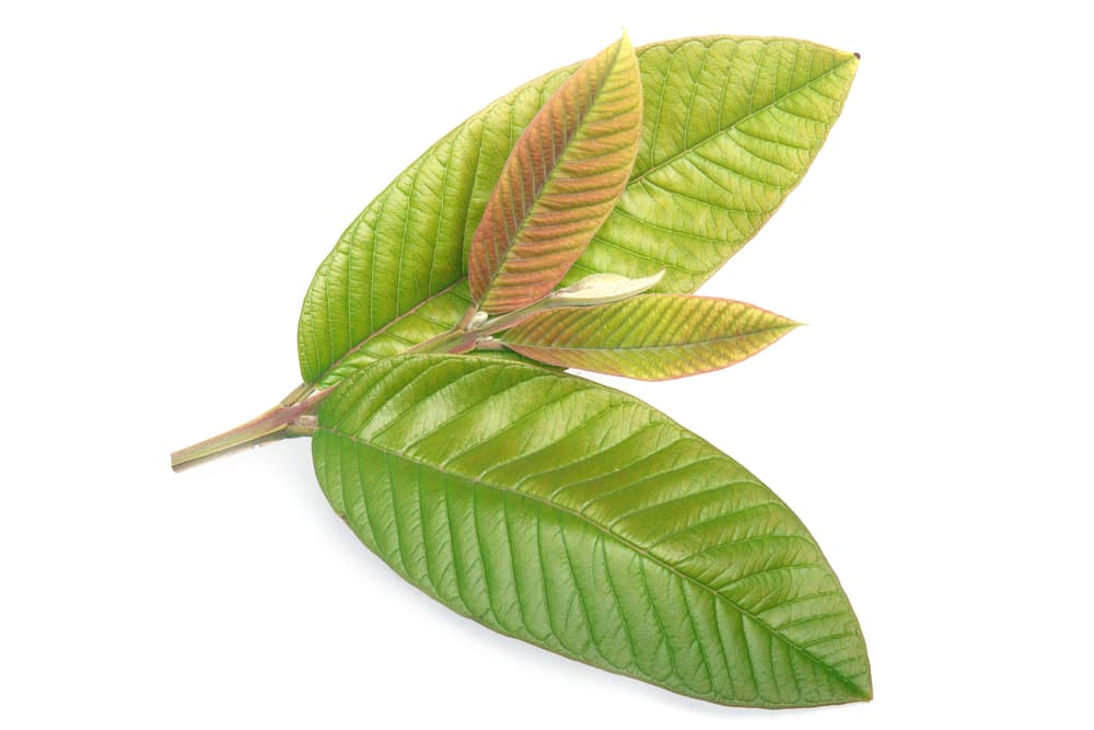 Como ves, con múltiples efectos benéficos para la salud, tanto digestiva, como respiratoria, hasta para atraer buena suerte, buena vibra y hasta el amor, la guayaba es mucho más que una fruta. ¡Aprovecha las hojas de la planta!