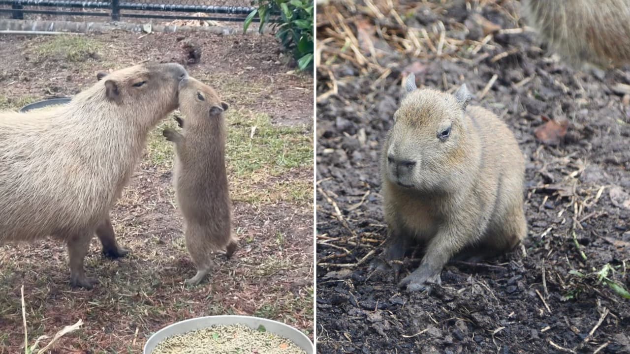 En 25 años el Zoológico de San Antonio no veía nacer una capibara desde el 2000. El suceso era tan emocionante que hasta hicieron una revelación de género. Ve aquí las imágenes de los orgullosos padres.