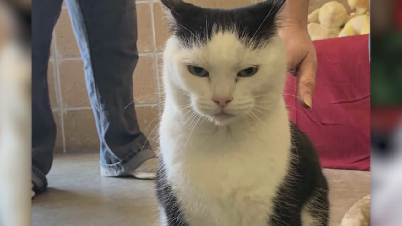 Final feliz para la “peor gata del mundo” tras ser adoptada