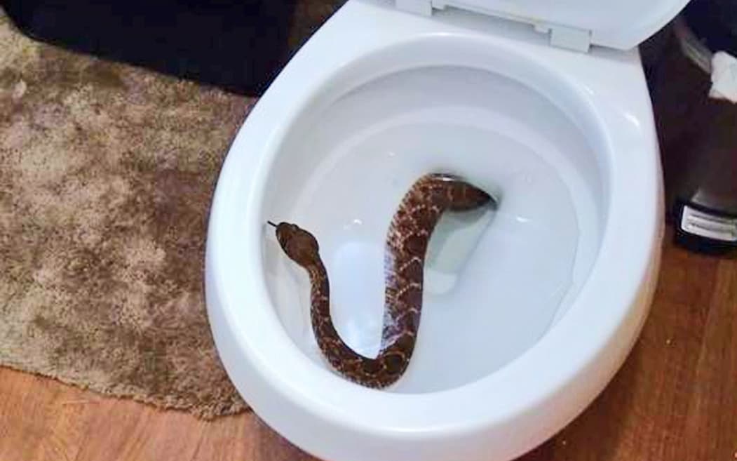 Familia de Texas encuentra 24 serpientes cascabel en su casa