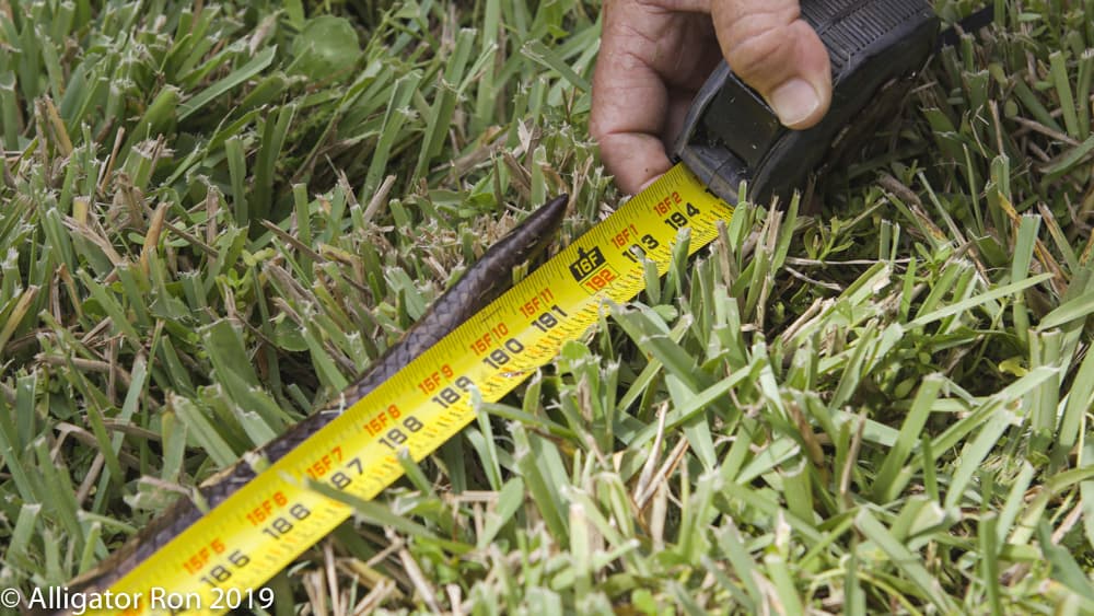 Esta
<b>serpiente de casi 5 metros de largo (16 pies) y 1 diámetro de ancho</b>, "estaba debajo de un campamento y se le disparó”, comentó el experto conservacionista de los Everglades.