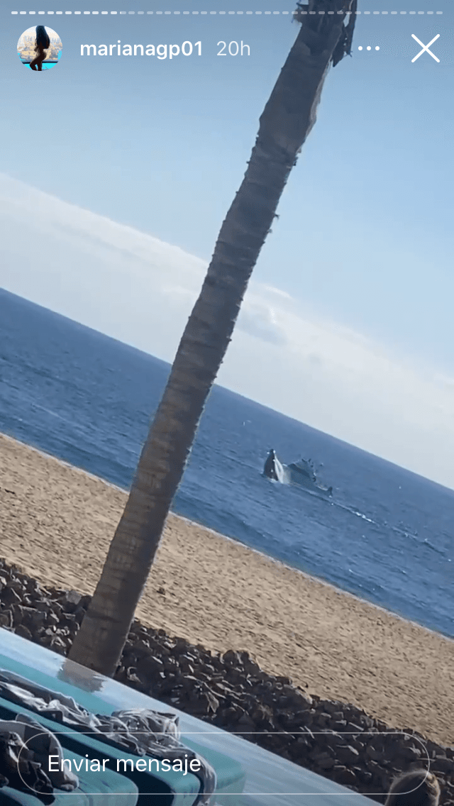 También han sido testigos del avistamiento de ballenas que llegan desde el norte a las costas de Baja California Sur. 
<br>