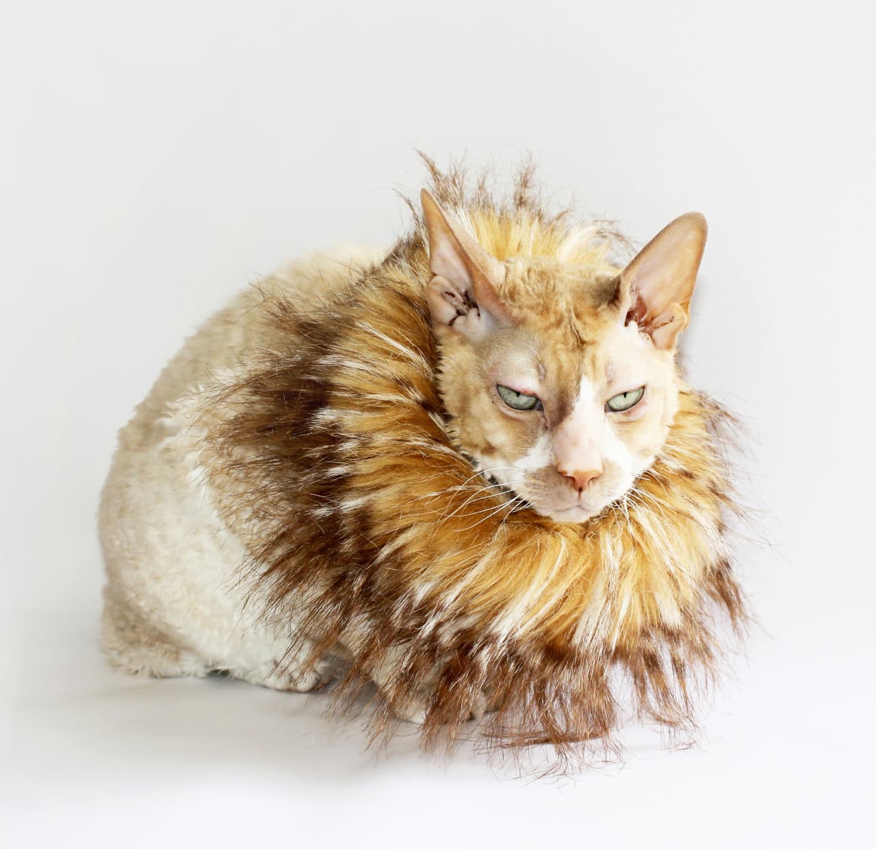 Como estaba muy aburrido, quiso convertirse en el león más feroz del mundo.