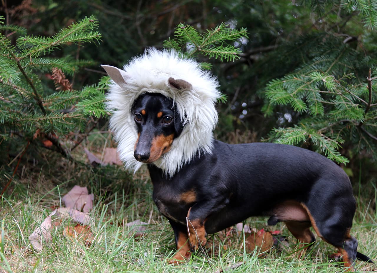 ¡Qué lobo tan encantador!