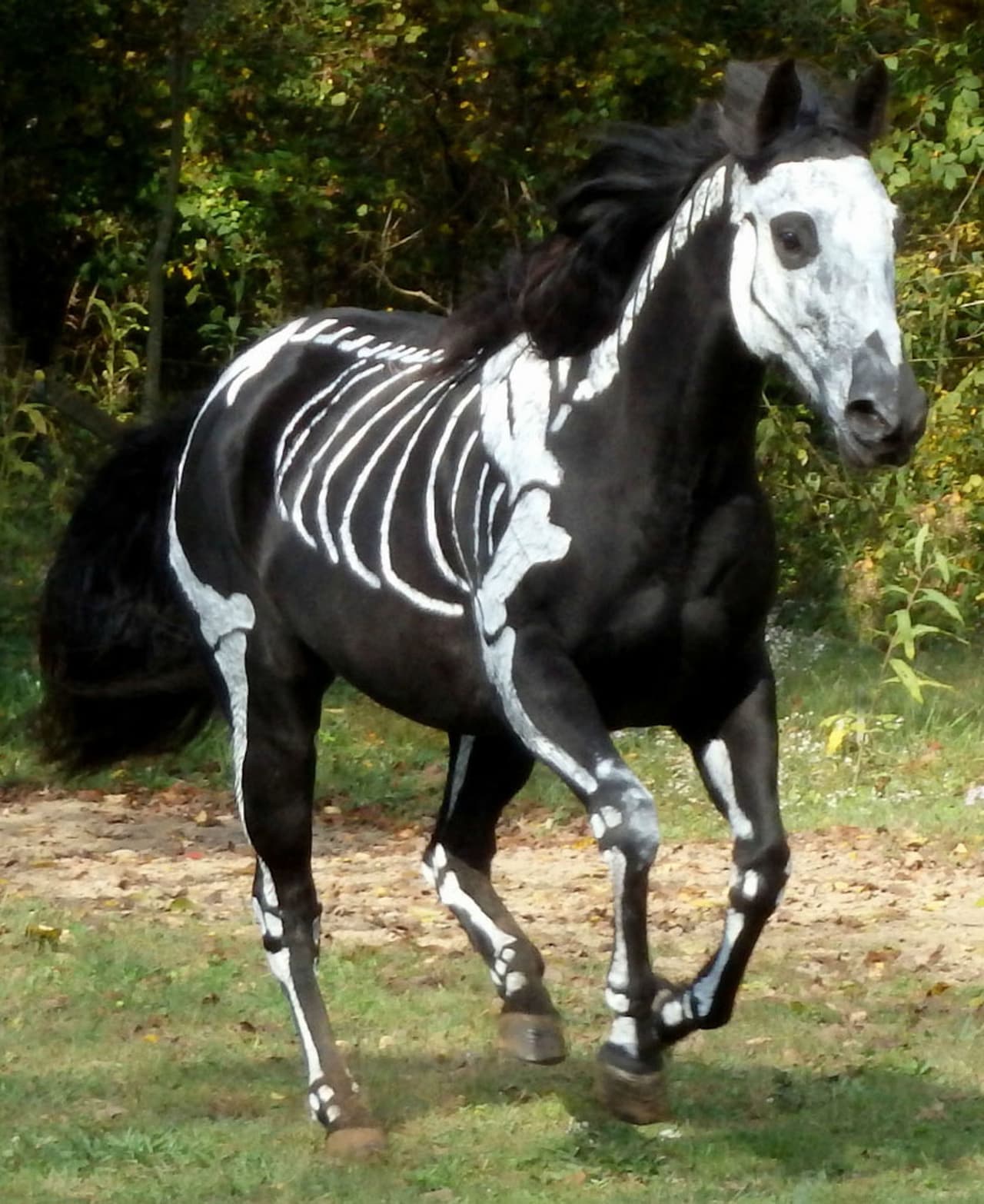 Hasta los más grandes cuadrúpedos quieren disfrazarse de la muerte.