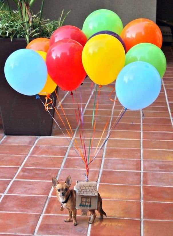 Se inspiró en la película 'Up', pero le faltaron globos para volar.