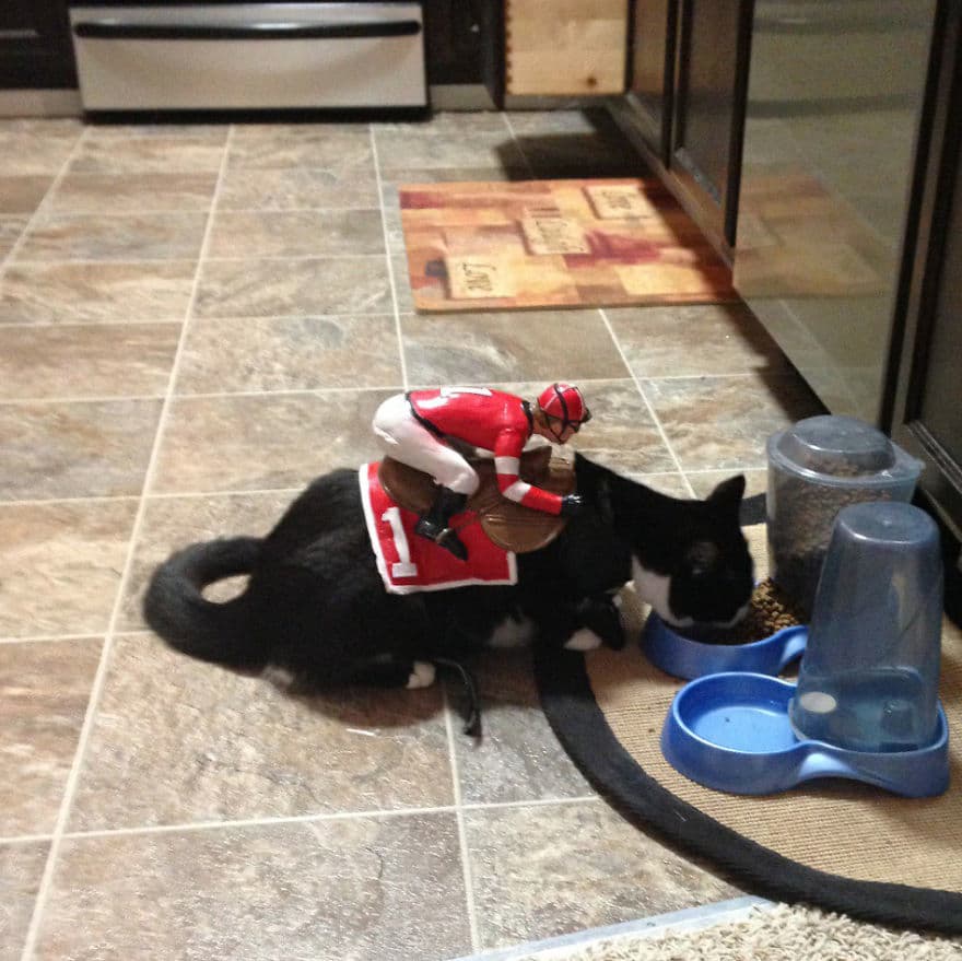 A veces los gatos quieren un hada madrina que los convierta en caballos de carreras.