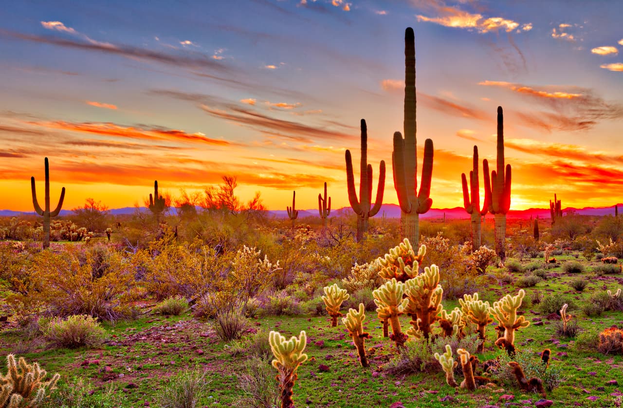 Colorido atardecer con saguaros en Arizona. De crecimiento muy lento, se calcula que 1 metro de saguaro necesita de unos 30 años en las mejores condiciones de sequedad y luz.