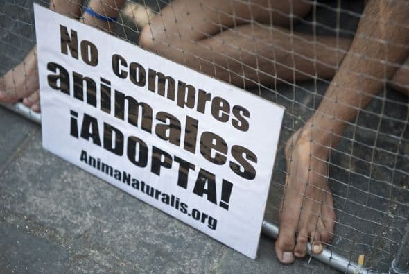 Entre los datos que brindó la organización activista AnimaNaturalis figura que 'la compraventa de animales de compañía es la principal razón por la que México tiene un grave problema de sobrepoblación canina y felina en sus calles'.