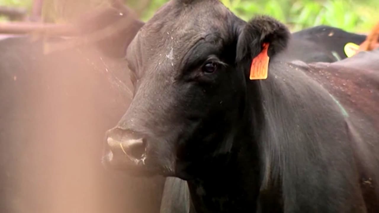 Gusano barrenador en Texas: ¿Qué tan agresivo es y cuál es el tratamiento aprobado por la FDA?