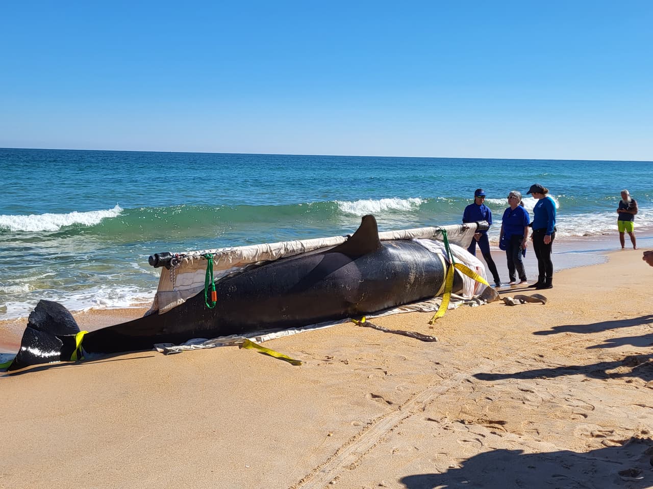 La ballena asesina de más de 7,000 libras de peso y 21 pies de largo fue localizada la mañana del 11 de enero al sur de Jungle Hut Park en Palm Coast, de acuerdo con informes iniciales del Alguacil del condado Flagler. La Administración Nacional Oceánica y Atmosférica señaló a través de un comunicado que la ballena era una hembra de edad adulta y que no tenía algún indicio de interacción con humanos o golpes, además se detectaron algunos "signos de enfermedades". Los detalles de la causa de la muerte de la ballena asesina que apareció en la costa de Florida serán dados a conocer una vez que se concluya la necropsia y los estudios de laboratorios correspondientes.