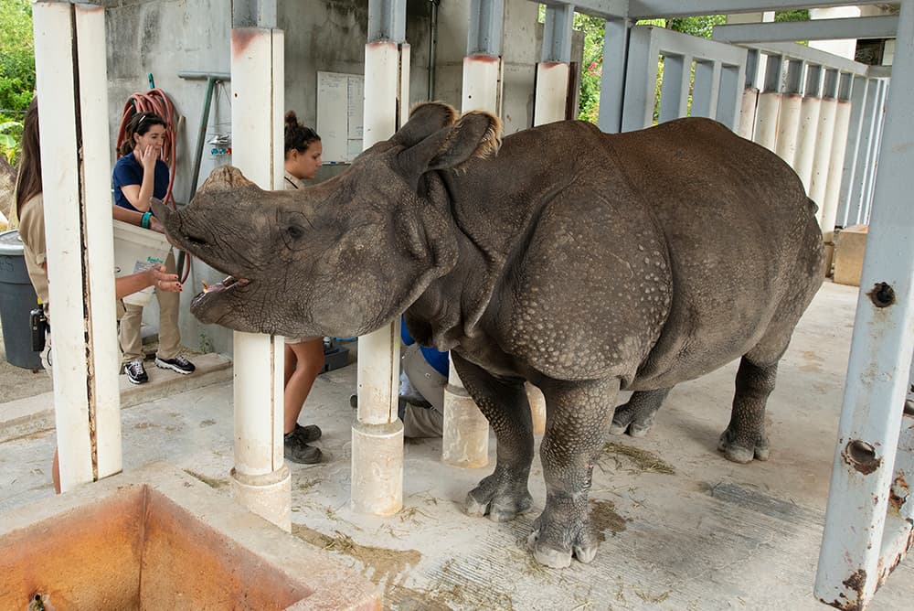 El padre del bebé de “Akuti”, es un rinoceronte de 17 años llamado "Suru" y también nació en San Diego. Su esperma se usó para inseminar con éxito a otro paquidermo en el Zoológico de Buffalo, así que que será papá por partida doble. 
<br>