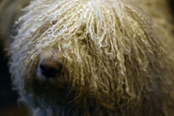 Originalmente, estos perros eran utilizados para pastoreo en Hungría, y se supone que su pelaje tan especial los protegía de las mordidas de lobos, según el sitio I Love Dogs.