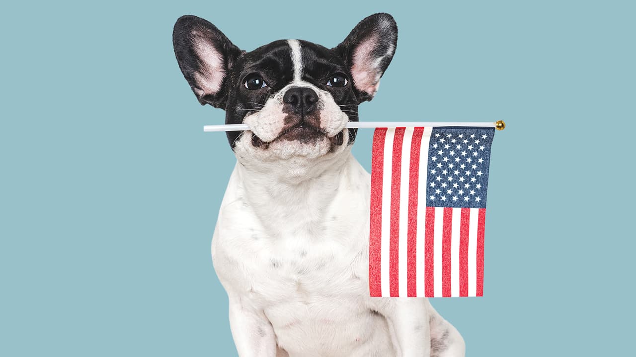 Dueños de perros temen por show de fuegos artificiales de Trump en Washington. ¿Qué hacer para ayudarlos?