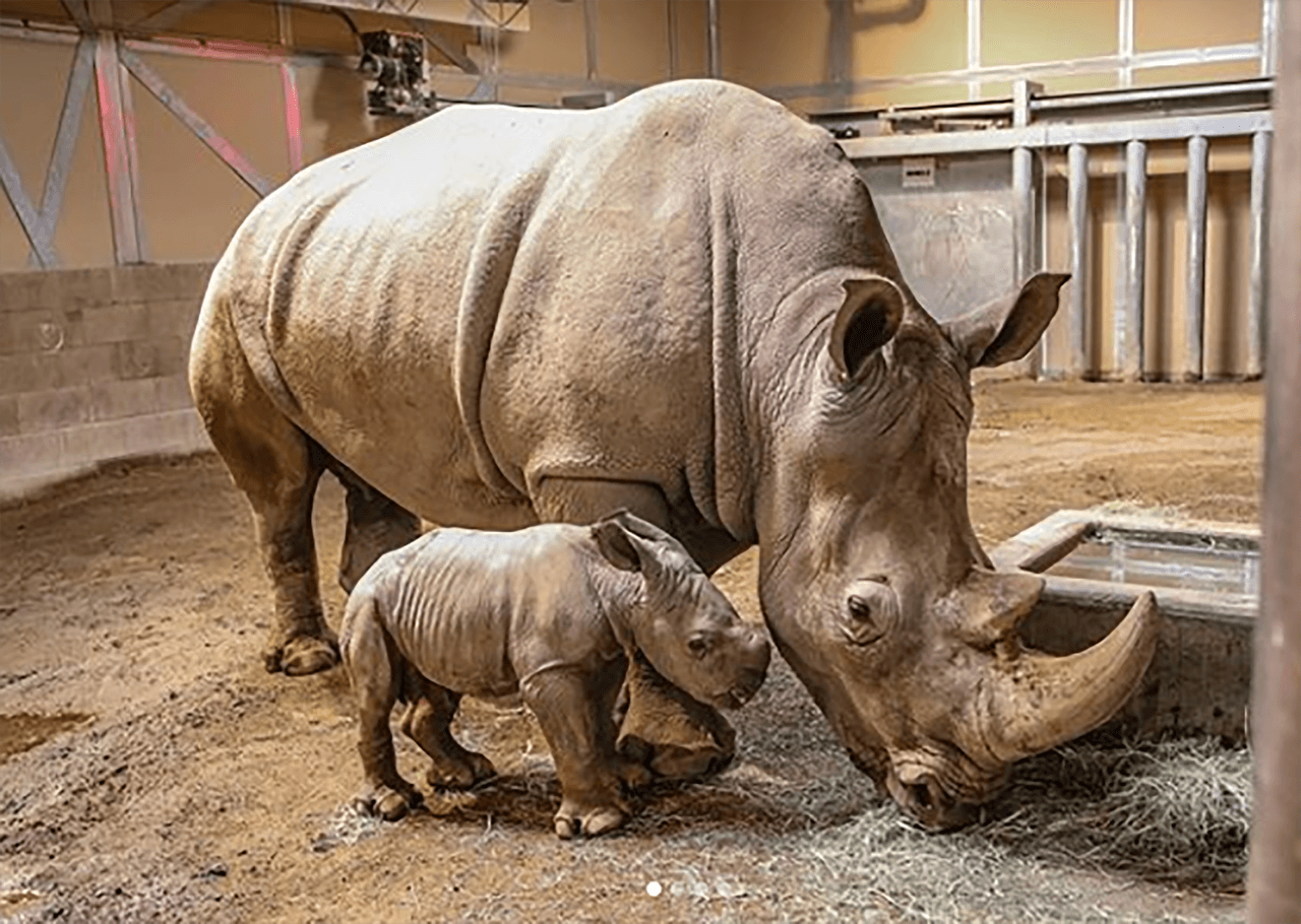 El zoológico de Fresno abrió un concurso en su página de 
<a href="https://www.facebook.com/fresnochaffeezoo/" target="_blank">Facebook </a>para ponerle nombre al pequeño ejemplar.
