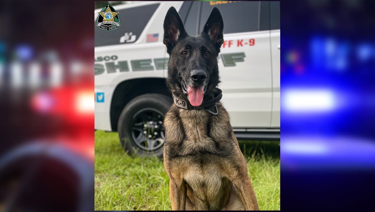 Galería: Estos agentes de policía caninos vigilan la Bahía de Tampa