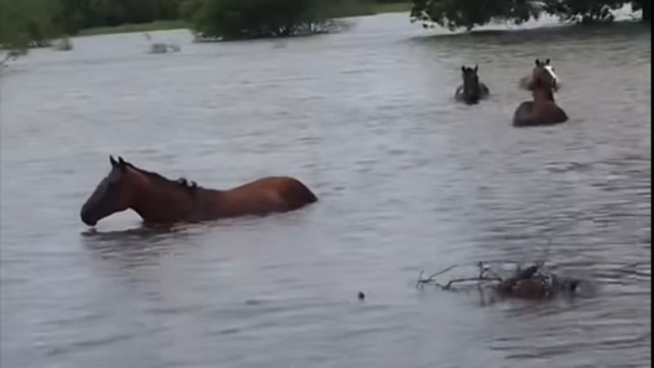 Las inundaciones también afectaron a los animales. Voluntarios de 
<b>United Cajun Navy</b> rescataron a un grupo de caballos atrapados por el agua en Bandera, Texas.
<br>
<br>Los animales fueron trasladados temporalmente a ranchos cercanos donde permanecerán bajo cuidado hasta que las condiciones permitan su regreso seguro.
