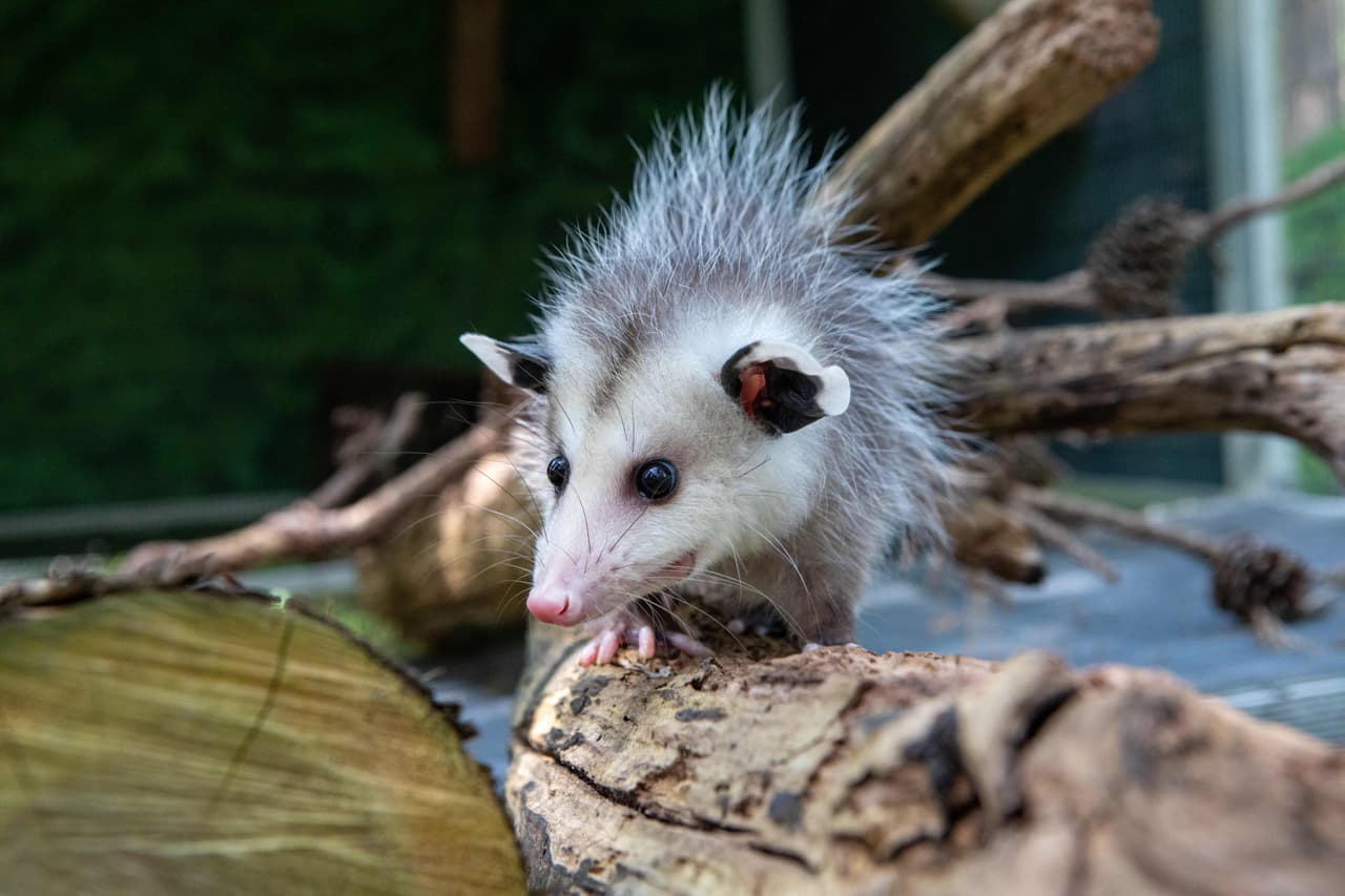 Las zarigüeyas son parte de los 
<i>didélfidos, </i>una familia de mamíferos marsupiales. El animalito encontrado por la televidente en Georgia es parte de los 
<i>didelfimorfos </i>que reciben diferentes nombres en español, muchos de ellos comentados por usuarios en la historia de arriba.