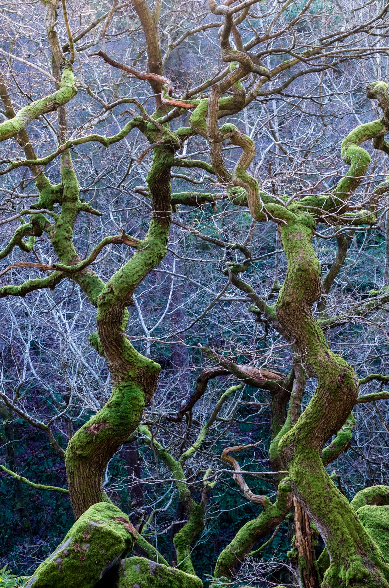 ‘Verde Retorcido’, fotografía tomada en Derbyshire, Inglaterra. Ganador en la categoría ‘Bosque Salvaje'.
