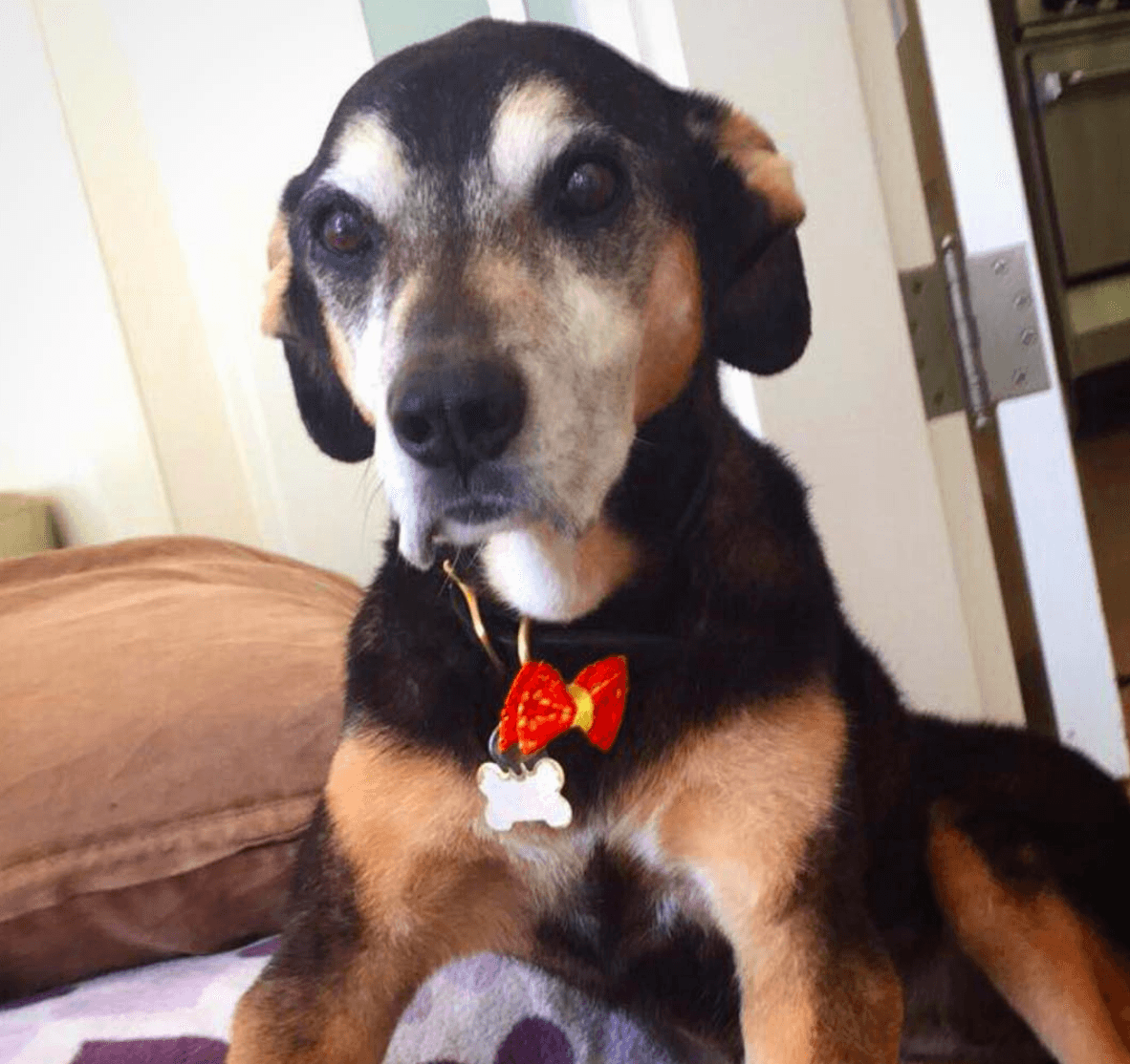 Lupe "correrá libre con mis otros perros que ya la esperaban en el paraíso canino", confió Salma Hayek.