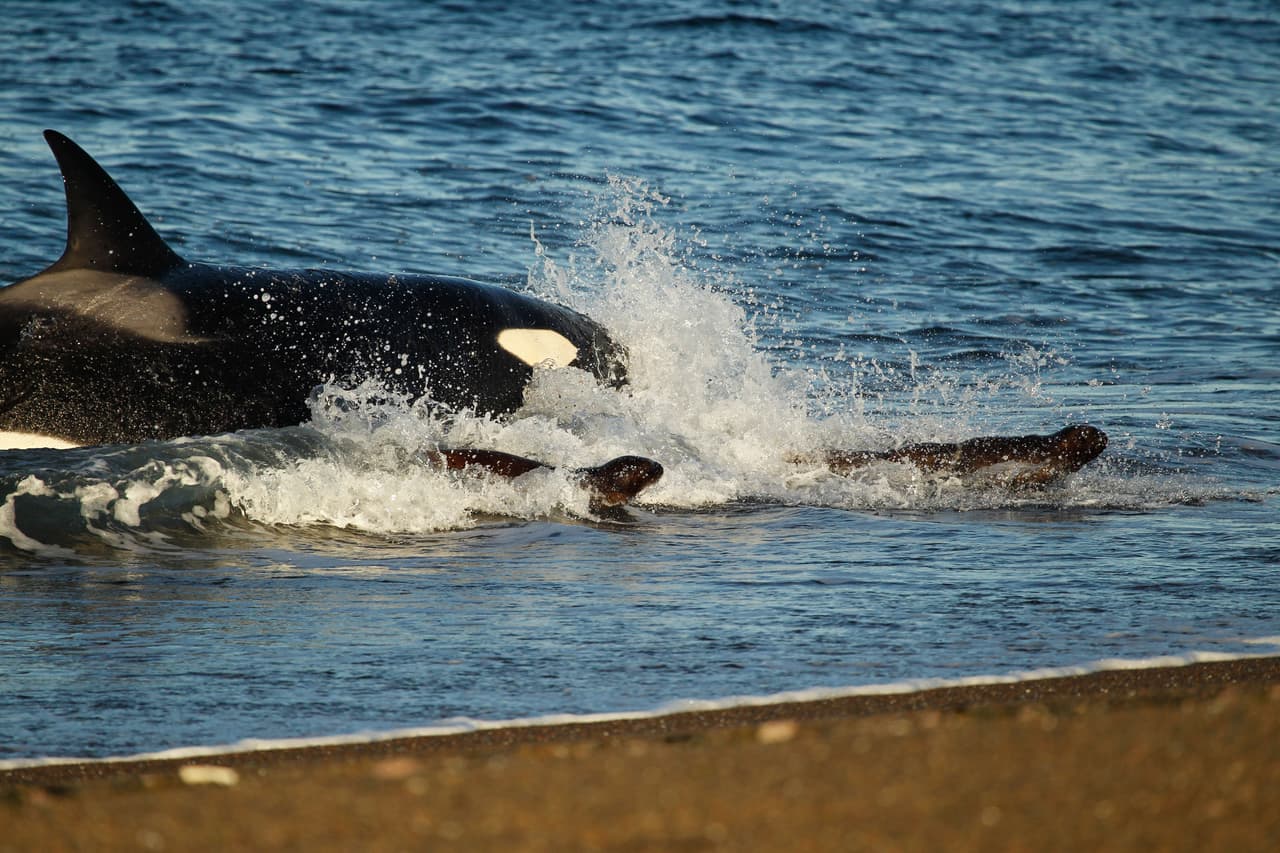 Para alimentarse, ellas utilizan una técnica de varamiento que consiste en abalanzarse de forma acelerada hacia la orilla donde se encuentran lobos y elefantes marinos -típicamente cachorros- para atraparlos.