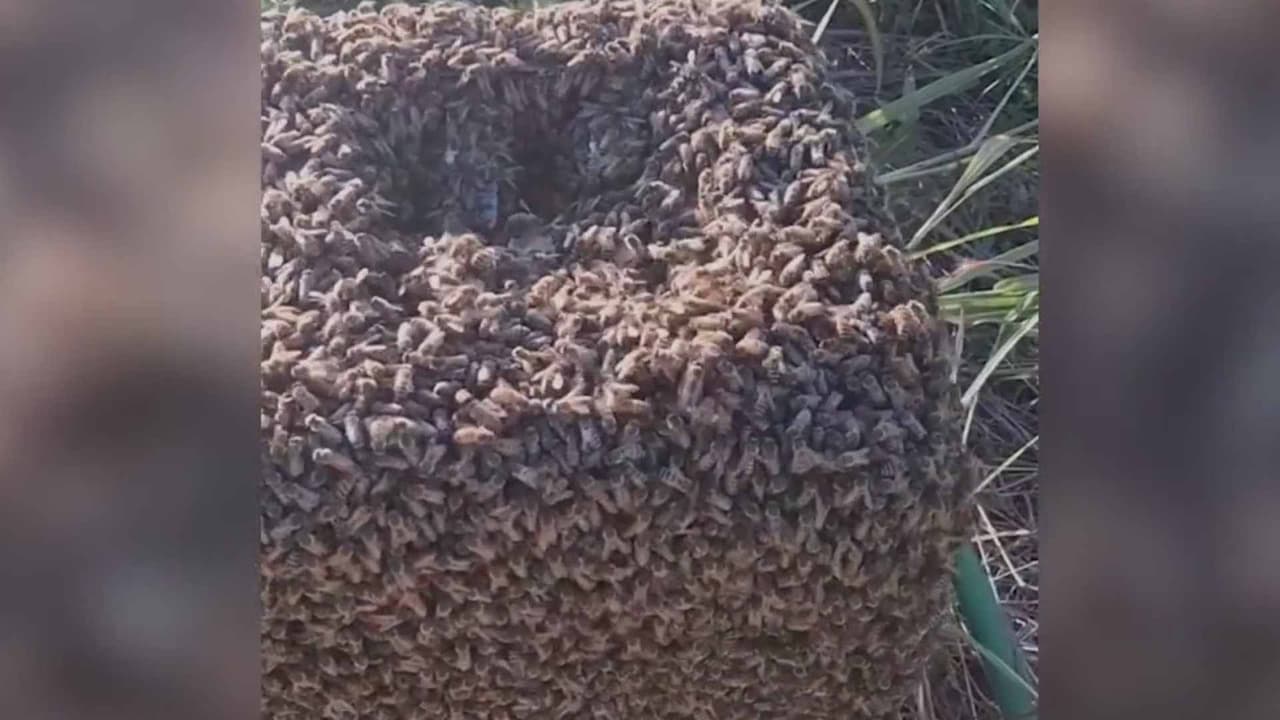 Aumentan ataques de abejas en San Antonio; varias personas terminan hospitalizadas
