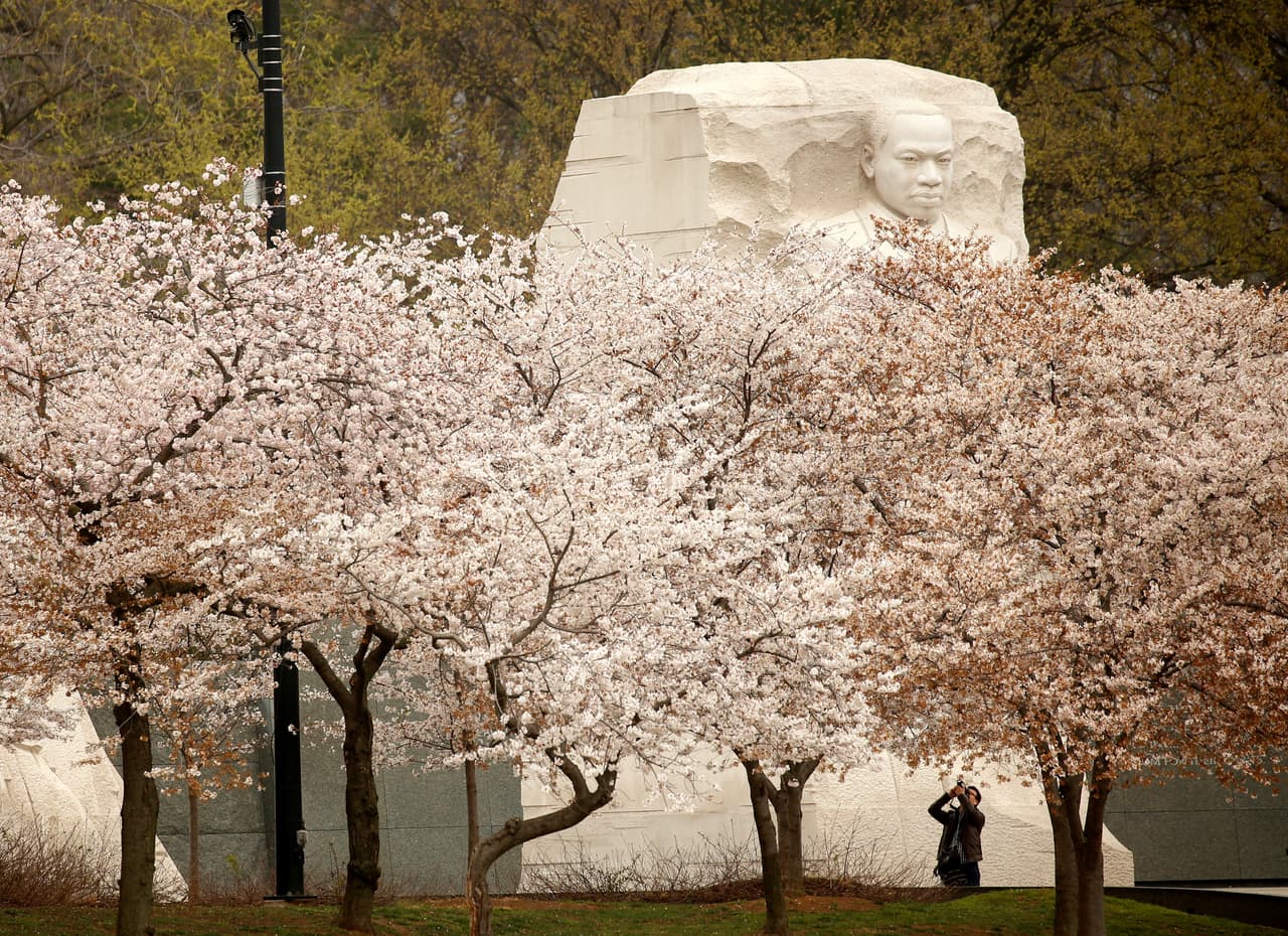 El rostro del monumento de Martin Luther King Jr. se erige sobre los cerezos en la zona conocida como Tidal Basin. (Kevin Lamarque/Reuters)