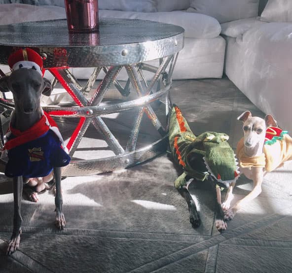 Hasta a sus perros disfrazó Kylie