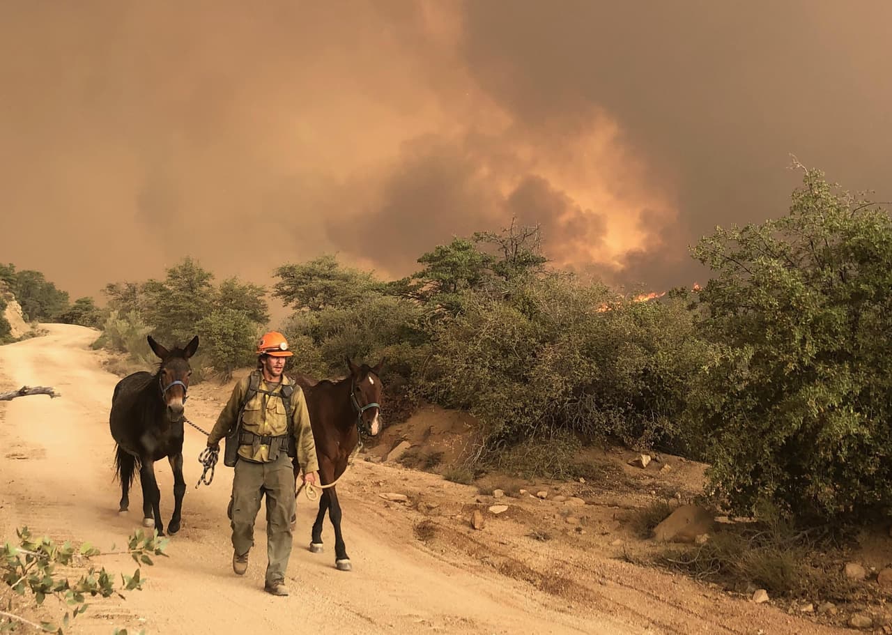 Un equipo de bomberos asignado al incendio Telegraph trabaja en el rescate de animales. Las autoridades ordenaron evacuaciones en algunas áreas.