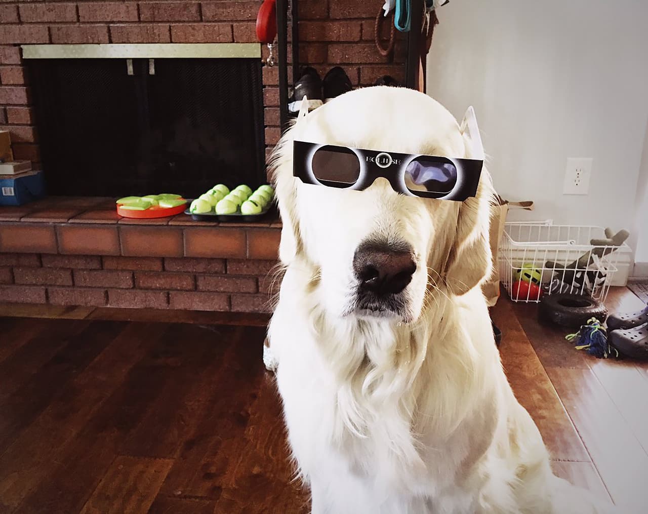 Cuida y velar por la seguridad y bienestar de tus perros es una olbigación como dueños de la mascota. Este perro tuvo lentes especiales para el eclipse solar de este año.