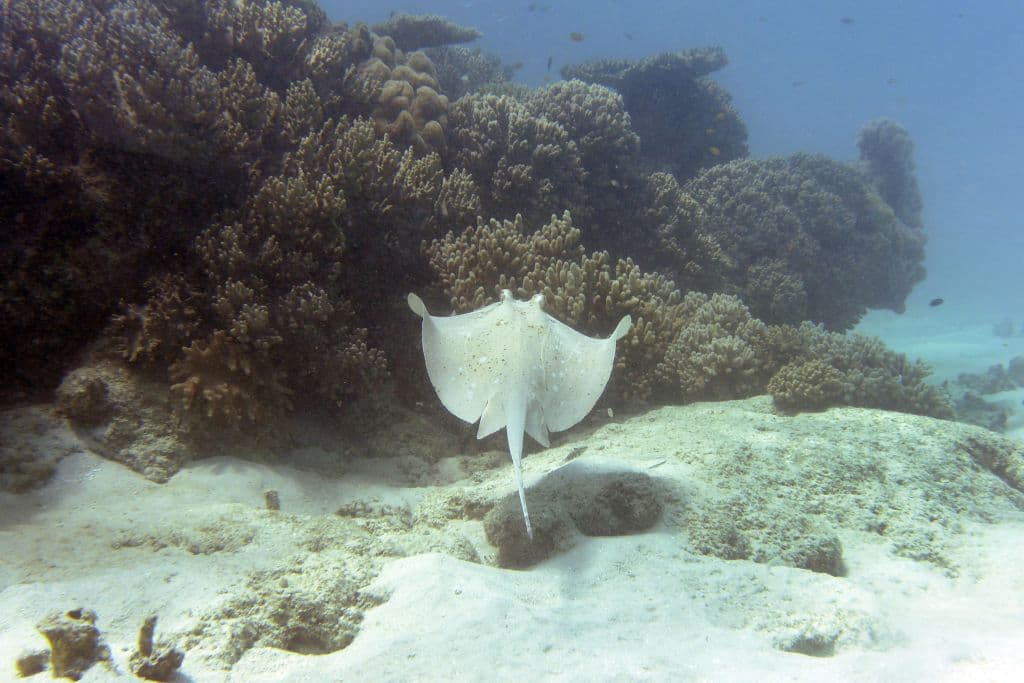 Funcionaria mexicana ordena a pescadores que le arranquen los aguijones a las rayas para no espantar a los turistas