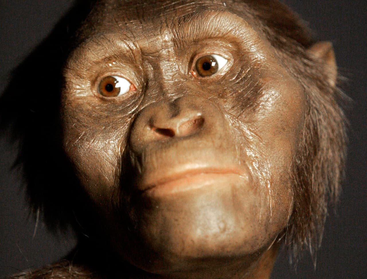 Se resuelve un misterio de más de 3 millones de años: cómo murió Lucy