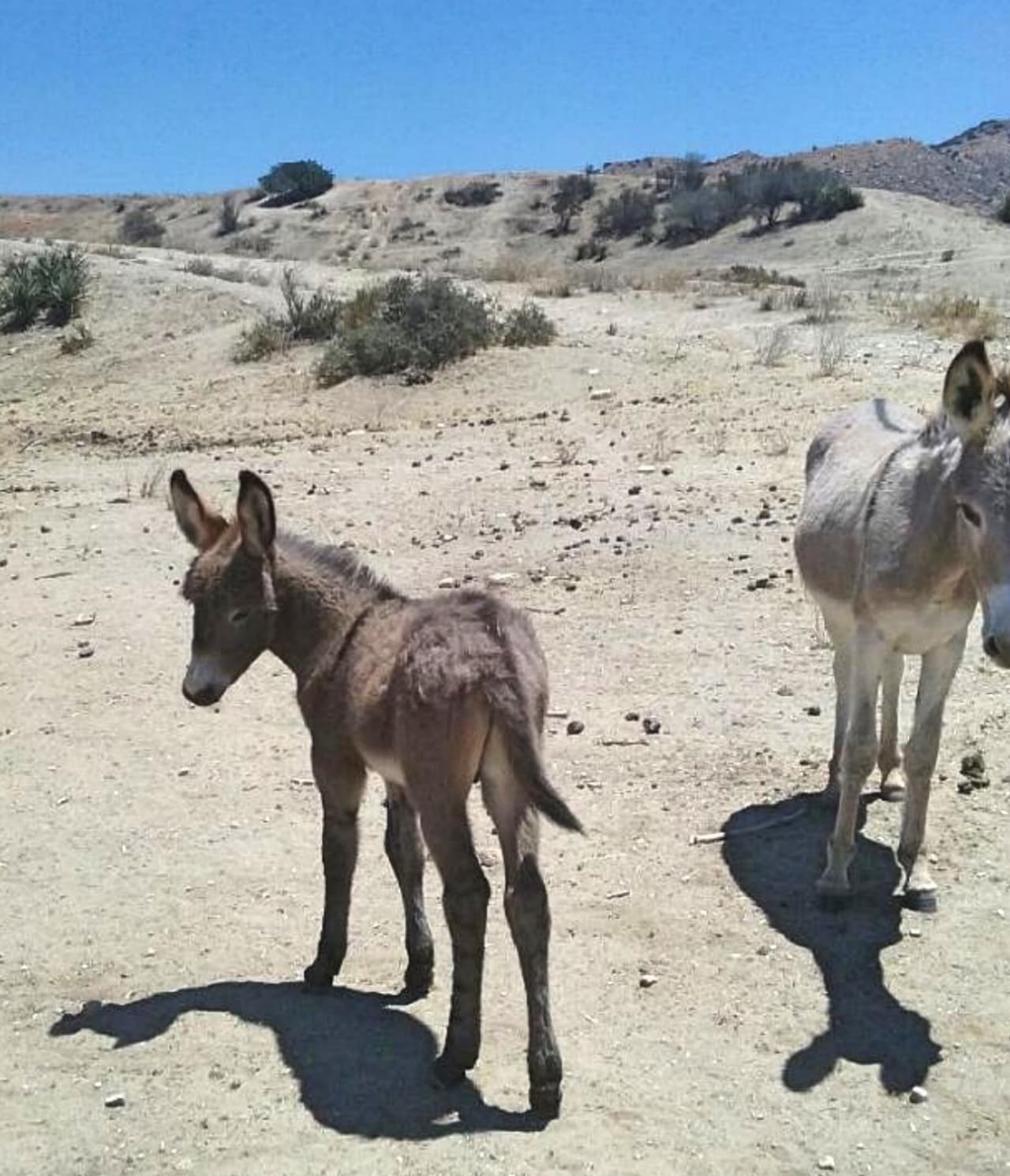 Desde la década de 1950 se han reproducido.