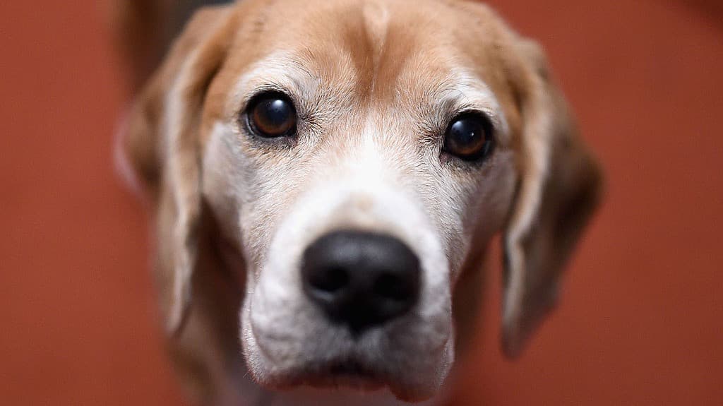 ¿Quieres que tu perro viva más años? Este medicamento podría prolongar la vida de tu mascota