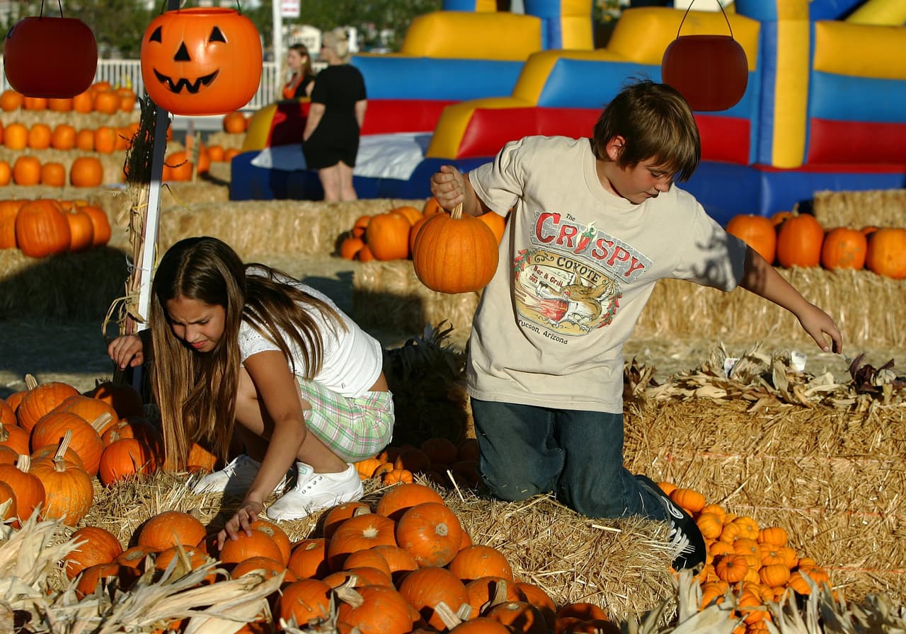 Durante esta estación, los principales cultivos que vas a ver por doquier son las almendras, las uvas, las manzanas y las calabazas. Es muy común en esta época del año, llevar a los niños a los denominados Pumpkin Patch, largas extensiones de terreno donde están las calabazas amontonadas. La tradición es precisamente ir a buscarlas al lugar donde éstas crecieron para luego esculpirlas y crear sus ojos, nariz y boca.