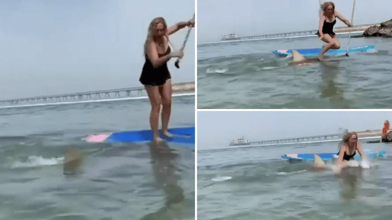 Tiburón hace caer a mujer de su paddle board