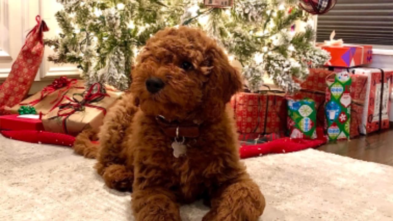 "Alfonso “Poncho” les desea una feliz navidad! @alfonsogoldendoodle".