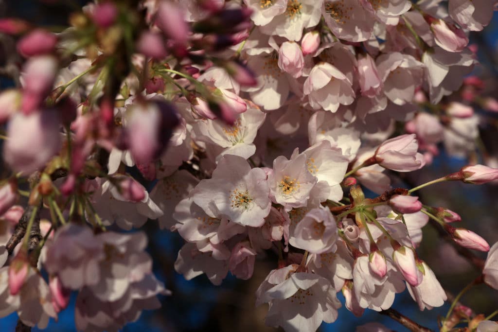 Los árboles Yoshino suelen florecer durante varios días. La duración del período de floración depende de las condiciones climáticas. El 
<b>clima fresco y tranquilo puede extender la duración de la floración</b>, y un día lluvioso y ventoso puede provocar un final abrupto de las efímeras flores. Una helada tardía puede impedir que los árboles florezcan.