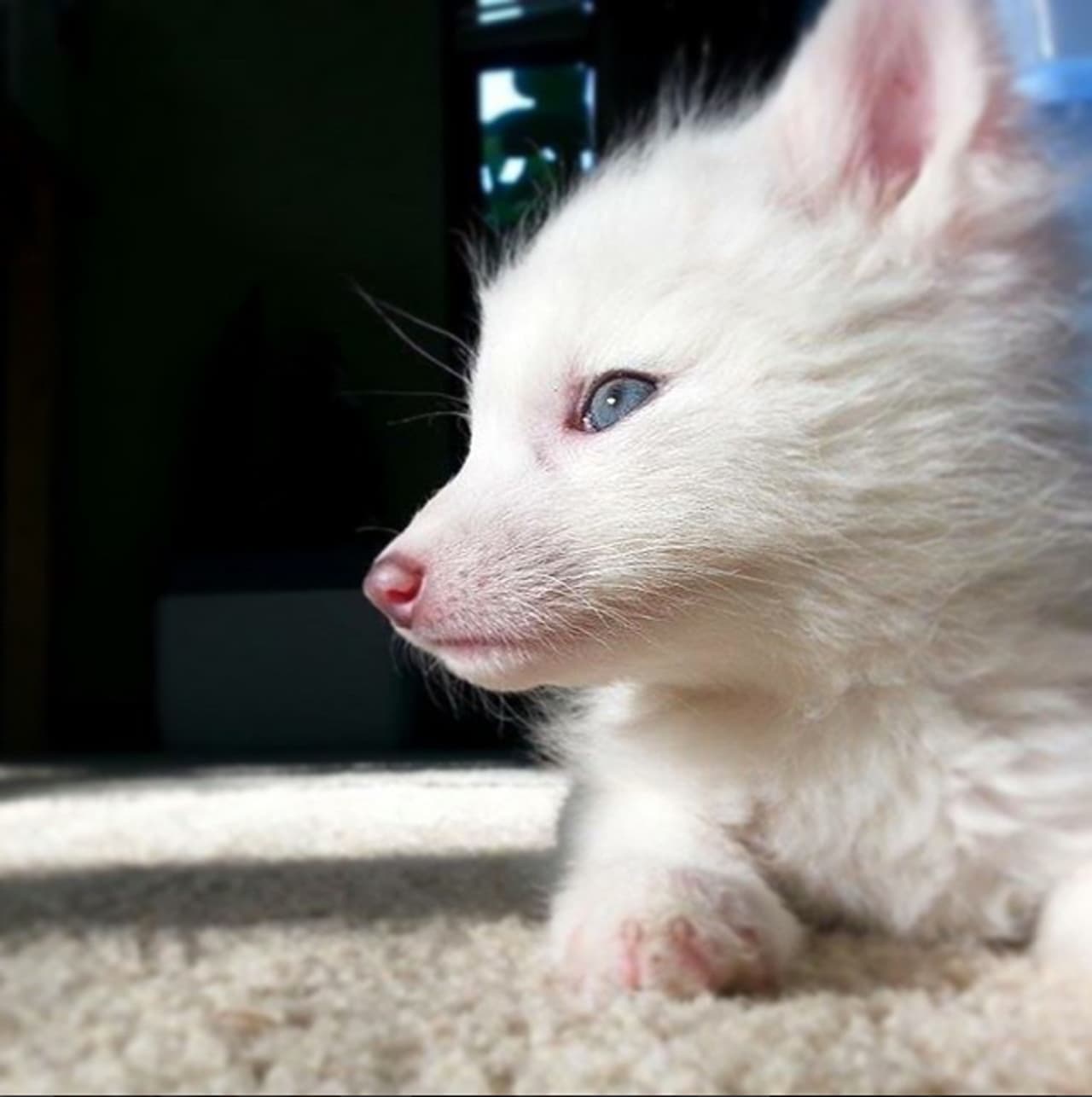 Este es un zorro albino llamado Rylai.