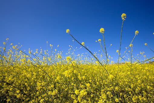 <b>¿Cuándo florece?</b>
<br>
<br>Crece de agosto a noviembre, con un pico máximo a mediados de septiembre, y finaliza con las primeras heladas. Sin embargo, si tienes alergia a la ambrosía, es posible que hayas notado que tus síntomas duran más cada año.
<br>
