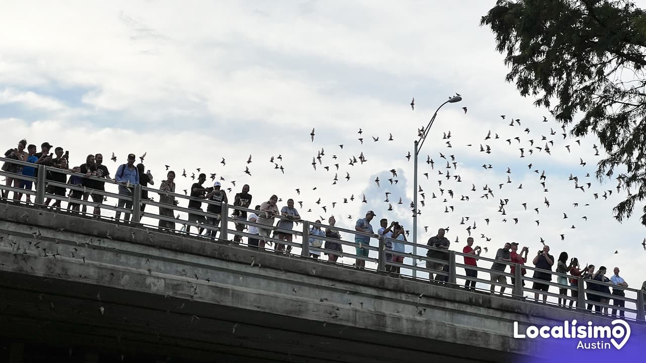 La colonia urbana de murciélagos más grande de EEUU está en Texas: así salen todas las noches 