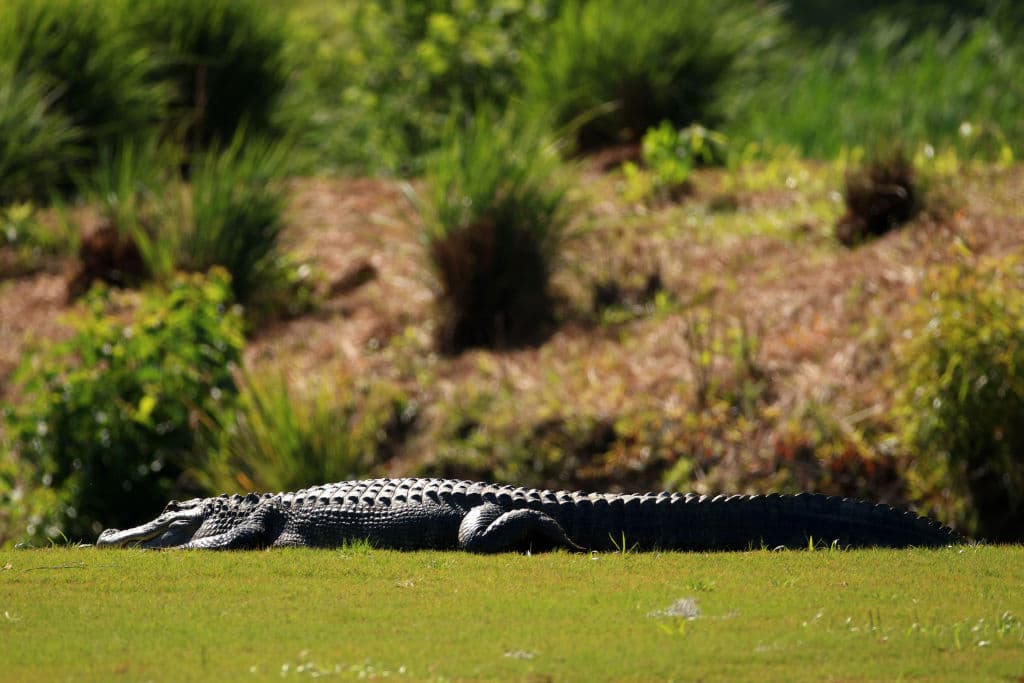 Hallan a un hombre muerto en un lago lleno de caimanes junto a un campo de 'disc golf'