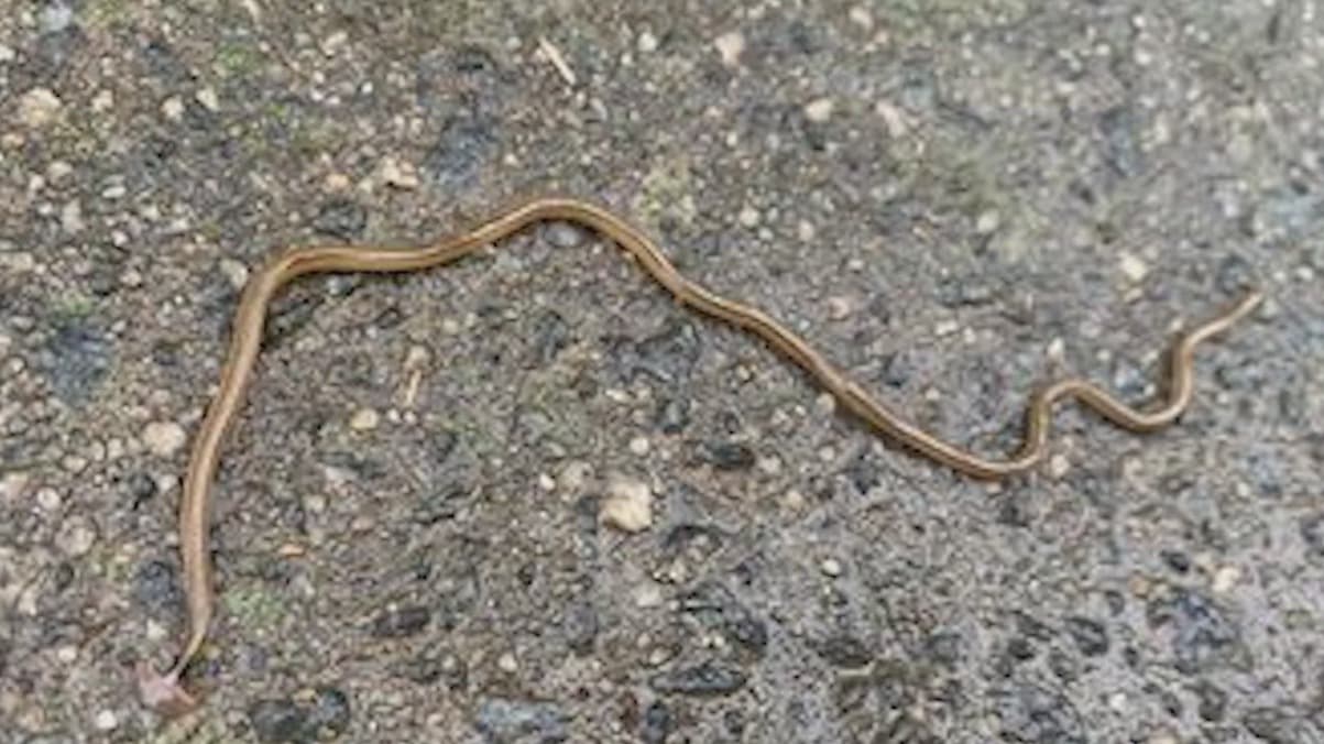 Entre las formas de eliminarlas están, según los expertos, echarles sal, rociarlos con insecticida o con un aerosol con aceite cítrico y vinagre blanco, remojarlos en agua salada o congelarlos.