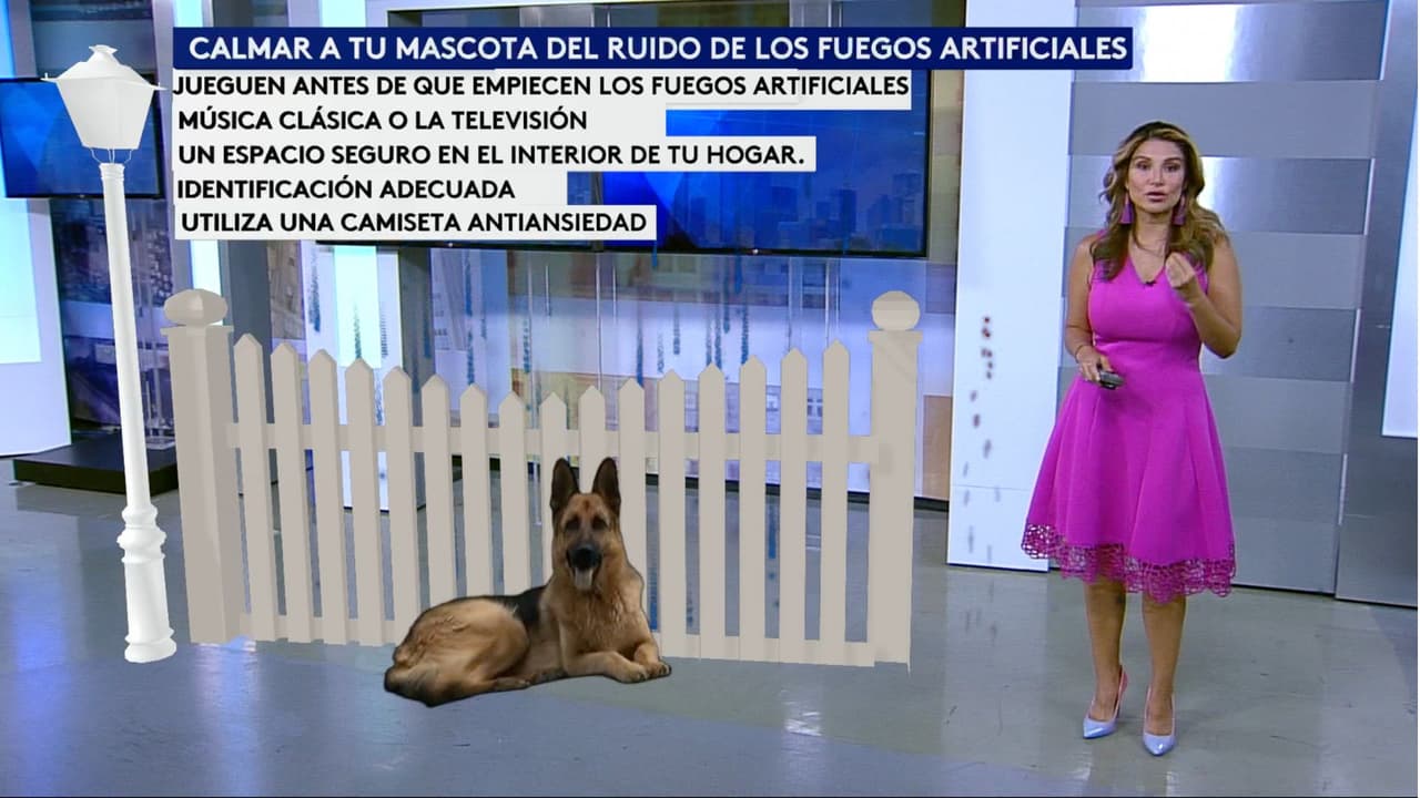 Evita que tu mascota se pierda: así puedes proteger a tus perritos del estrés por los cohetes