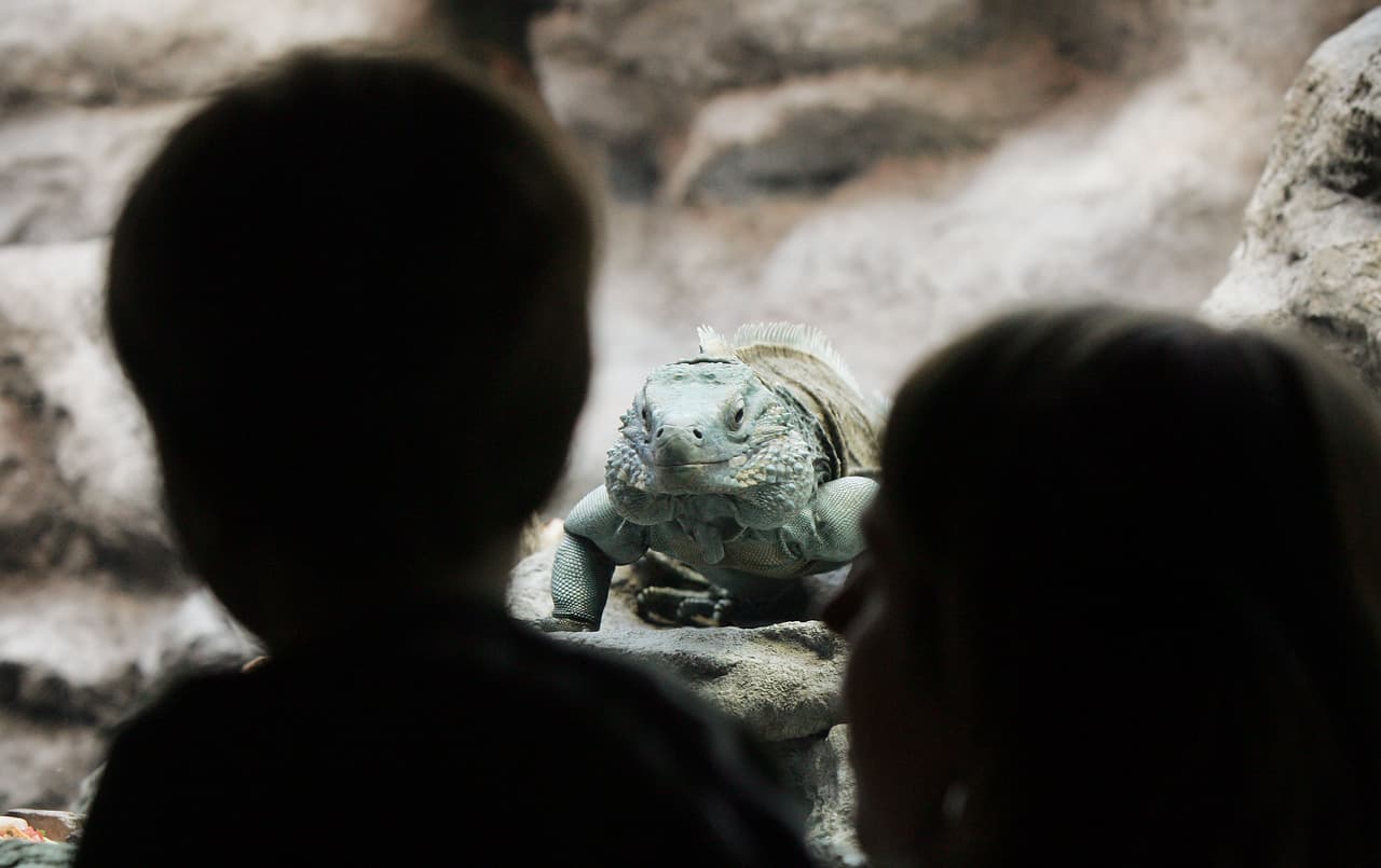 Para obtener más información, visite el sitio
<a href="https://www.sheddaquarium.org/plan-a-visit" target="_blank">web de Shedd aquí</a>.