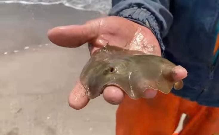 De inmediato, la medida despertó la molestia de grupos ambientalistas y de otras autoridades.