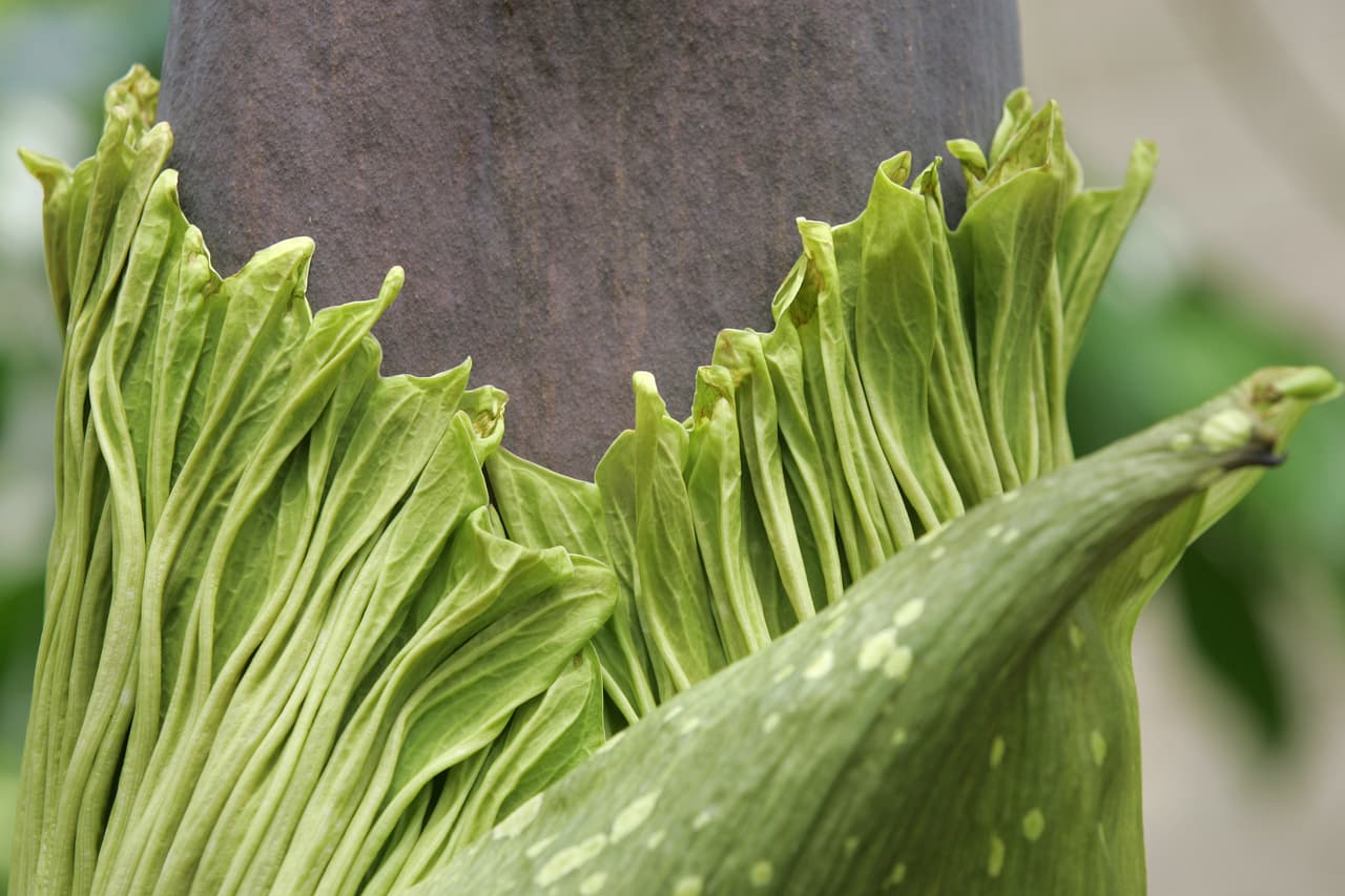 Esta flor originaria de las selvas tropicales de Sumatra en Indonesia es conocida por dos cosas, su extraordinario tamaño y su fétido olor.
<br>