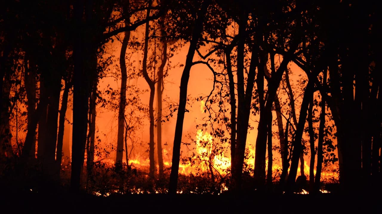 Alerta por Incendios Forestales: Estos son los condados bajo vigilancia 